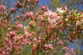 Showy crabapple flowers in front of azure sky as spring theme ba Royalty Free Stock Photo