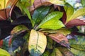 Showy dense multicolored foliage of tropical house plant ficus codiaeum variegatum