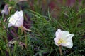 Showy Evening Primrose 600412