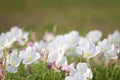 Showy Evening-primrose