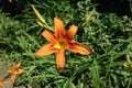 Showy flower and buds of towny daylily Royalty Free Stock Photo