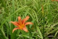 Showy flower and buds of towny day-lily Royalty Free Stock Photo