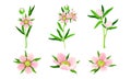 Showy Flower of Manuka Flowering Plant with Pink Petals on Stem Vector Set