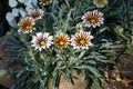 Showy flowers of Gazania rigens `Big Kiss White Flame` in October Royalty Free Stock Photo