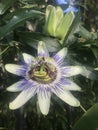 showy flowers of the plant Passiflora caerulea Royalty Free Stock Photo