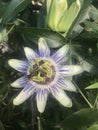 showy flowers of the plant Passiflora caerulea Royalty Free Stock Photo