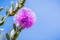 Showy honey-myrtle Melaleuca nesophila flower