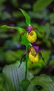 Showy Lady`s Slipper Cypripedium calceolus Royalty Free Stock Photo