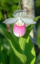 Showy Lady's Slipper (Cypripedium reginae) Royalty Free Stock Photo