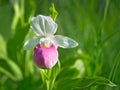 Showy Lady`s-slipper - Cypripedium reginae - Minnesota State Flower Royalty Free Stock Photo