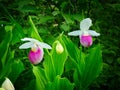 Showy Lady`s-slipper - Cypripedium reginae - Minnesota State Flower Royalty Free Stock Photo