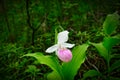 Showy Lady`s-slipper - Cypripedium reginae - Minnesota State Flower Royalty Free Stock Photo