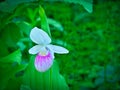 Showy Lady`s-slipper - Cypripedium reginae - Minnesota State Flower Royalty Free Stock Photo