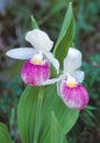 Showy Lady`s Slippers in bloom Royalty Free Stock Photo