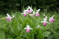 Showy Lady's Slippers Royalty Free Stock Photo