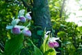 Showy Lady`s-slippers - Cypripedium reginae - Minnesota State Flower