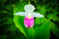 Showy Lady's-slipper - Cypripedium reginae - Minnesota State Flower in the wild Royalty Free Stock Photo