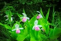 Showy Lady's-slipper - Cypripedium reginae - Minnesota State Flower in the wild Royalty Free Stock Photo