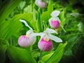 Showy Lady's-slipper - Cypripedium reginae - Minnesota State Flower in the wild Royalty Free Stock Photo