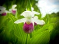 Showy Lady's-slipper - Cypripedium reginae - Minnesota State Flower in the wild Royalty Free Stock Photo