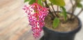 Showy medinilla flower, pink maiden hanging flowers Medinilla Speciosa tree, Blume Pink Medinilla myriantha magnifica