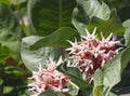 Showy Milkweed Or Asclepias Specious