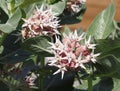 Showy Milkweed Or Asclepias Specious