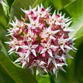 Showy Milkweed Flower