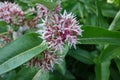 Showy Milkweed - Idaho