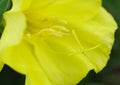 Showy Missouri Evening Primrose wildflower macro