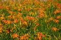 Magnificent blooms of Tiger Lily flower bed. Royalty Free Stock Photo