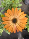 Showy orange flowers in the nursery. Dimorphotheca sinuata Royalty Free Stock Photo