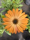 Showy orange flowers in the nursery. Dimorphotheca sinuata Royalty Free Stock Photo