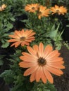 Showy orange flowers in the nursery. Dimorphotheca sinuata Royalty Free Stock Photo