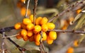 Showy orange sea buckthorn autumn fruit