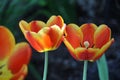 Showy orange and yellow bicolour open tulips Royalty Free Stock Photo