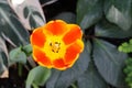 Showy orange and yellow bicolour open tulips Royalty Free Stock Photo