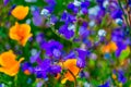 Showy Penstemon stands out in front of Poppies in Southern California