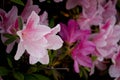 Showy pink Azalea blooms with polka dotted petals