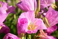 Showy Pink detailed Flower blooms