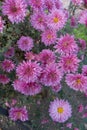 Showy pink flowerheads of Chrysanthemum morifolium