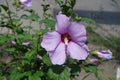 Showy pink flower of Hibiscus syriacus