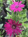 Showy pink flowers in the nursery. Dimorphotheca sinuata