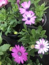 Showy pink flowers in the nursery. Dimorphotheca sinuata