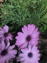 Showy pink flowers in the nursery. Dimorphotheca sinuata