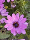 Showy pink flowers in the nursery. Dimorphotheca sinuata