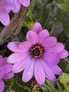 Showy pink flowers in the nursery. Dimorphotheca sinuata