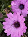 Showy pink flowers in the nursery. Dimorphotheca sinuata