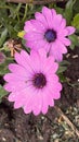 Showy pink flowers in the nursery. Dimorphotheca sinuata