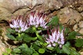 Showy pink on the rock (physoplexis comosa) Royalty Free Stock Photo